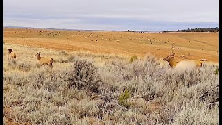 Elk Herd Spotted In Farm Field [upl. by Erin]