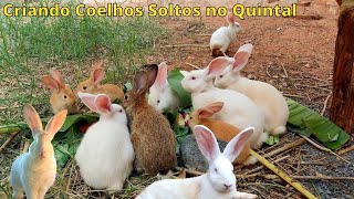 Criação de coelhos Soltos Criando coelhos soltos no quintal [upl. by Eadahs]