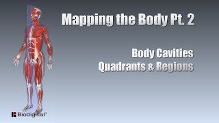 Mapping the Body Pt 2 Cavities Quadrants Regions [upl. by Sigsmond]