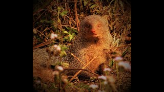 Indian gray mongoose Herpestes edwardsii [upl. by Yma]