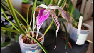 Brassocattleya Amethyst a fragrant spidery orchid hybrid Cattleya purpurata x Brassavola cucullata [upl. by Ellednek]