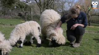 The Unbelievably adorable Blacknose Sheep [upl. by Savanna]