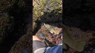 Solid groper putting up a good fight fishing fish rockfishing [upl. by Yardley]