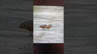 Woodcocks dancing the road [upl. by Pul]