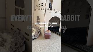 What Oakley eats in a Day 🐰  pets bunnylife whatieatinaday asmr petcare [upl. by Solita]