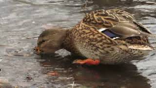 Mallard female wading by the shoreline foraging and preening [upl. by Sivram898]