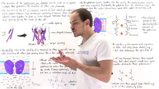 Ion Specificy and Structure of Ion Channels [upl. by Nyladnek]