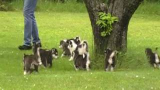 Alaskan malamute puppies6 weeks [upl. by Enedan]