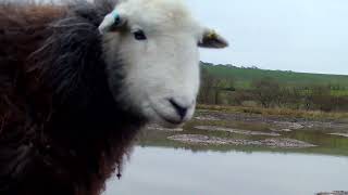 Herdwick sheep investigate trail cam [upl. by Aneryc]