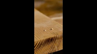 Master Revealed a Great Carpentry Hack That Everyone Should Know Woodworking Tips [upl. by Knowling]