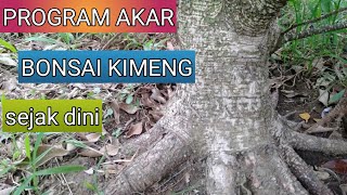 cara program akar bonsai kimeng  bonsai kimeng bakalan  bonsai kimeng [upl. by Nirihs998]