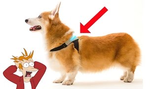 5 Cool Inventions For Your Dog 3 ✔ [upl. by Aiehtela]