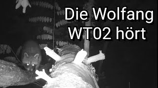 Die Wildkamera Wolfang WT02 hat nach dem Umbau auch Ton [upl. by Adnolat]