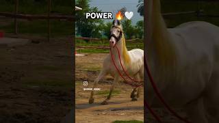 POWER 🤍🔥👑 horse sindhihorselovers pakistan horselover king fighting [upl. by Vittoria]