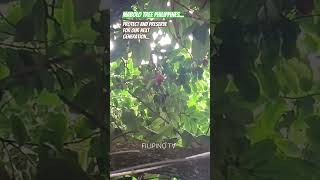 THE MABOLO TREE FRUIT PHILIPPINES tree youtubeshorts subscribemychannel [upl. by Ancell]