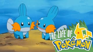 The Life of Pokemon Mudkip [upl. by Aihseyn]