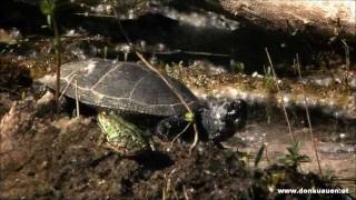 Europäische Sumpfschildkröte im Nationalpark DonauAuen  Emys orbicularis [upl. by Abernathy]