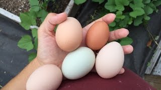 How to tell when your chickens are going to lay an egg [upl. by Wisnicki]