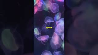 What‼️😲 Glowing Oceans at night 🤫shorts [upl. by Yursa486]