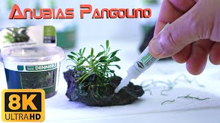 Anubias Nana  Step By Step Anubias Nana Pangolino Preperation For Planted Aquarium [upl. by Ailegra823]