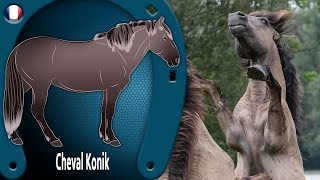 CHEVAL KONIK les chevaux sauvages originaires des forêts du nord RACES DE CHEVAUX [upl. by Ahsoyek]