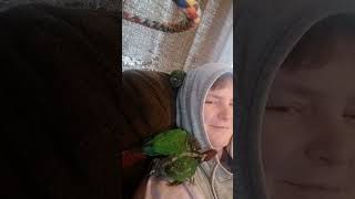 3 baby conures playing with momma me [upl. by Kitarp640]