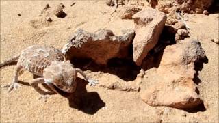 Helmeted gecko Tarentola chazaliae Morocco [upl. by Joceline301]