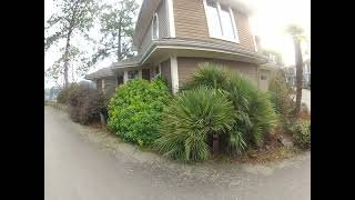 No Winter protection needed for Chamaerops Palm trees on the Gulf Islands [upl. by Dimond323]