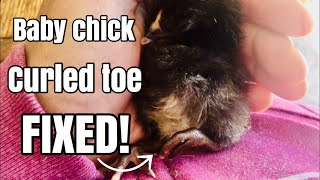 How to help a chick with curled toes  feet [upl. by Akemed]