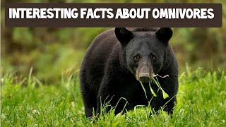 Interesting Facts about Omnivores  Omnivorous animals  Learn about Omnivores [upl. by Mcgrody]