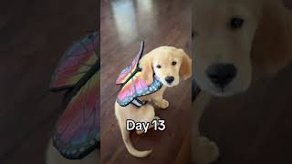 Our 1st 24 days with Mia goldenretrieverpuppy puppylife [upl. by Anippesuig557]