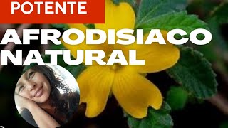 Potente afrodisiaco para hombres y mujeres [upl. by Hibbitts554]