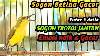 2 DETIK AJA SOGON BETINA GACOR MEMANGGIL JANTAN INI SUKSES BIKIN SOGON JANTAN TROTOL METALIK GACOR [upl. by Aitnecserc]