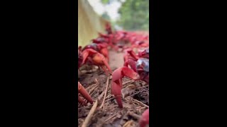 Photographer creates quotcrabsafequot car to get around Christmas Island during crab migration [upl. by Anivlek]