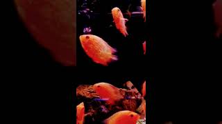 RAJAN AQUAFARM CICHLIDS KING MAKER TUTICORIN PH9486484789 WHATSAPP aquariumhobby [upl. by Acirea]