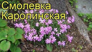 Смолевка каролинская Краткий обзор описание характеристик silene caroliniana ssp wherryi [upl. by Ylreveb610]