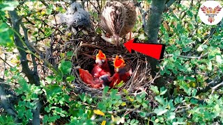 Mother Babbler Delivers Worm to Hungry Chick  So Adorable discoverybirds [upl. by Akiemat]