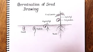 How to draw Germination of seedGermination of Seed Drawing [upl. by Quirk]