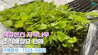 신바람 플랜트 협력농가 판매상품 나무장터com 잭큐몬티 자작나무 조직배양묘 판매합니다 [upl. by Mauve]