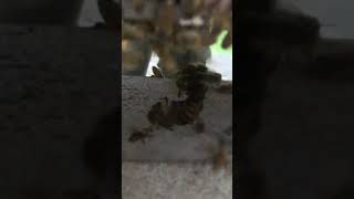 Japanese bees cook a giant hornet in hot defensive bee ball [upl. by Dirk255]