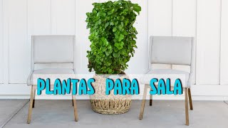 😍PLANTAS DE SOMBRA PARA LA SALALiliana Muñoz [upl. by Eitsyrhc203]