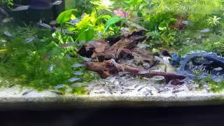 Large school of dwarf corydoras pygmaeus hastatus habrosus [upl. by Ycinuq]