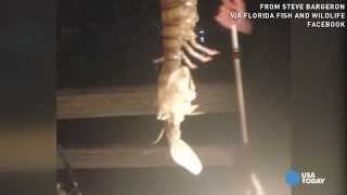 Whoa Fisherman catches giant shrimplike creature [upl. by Augusto]