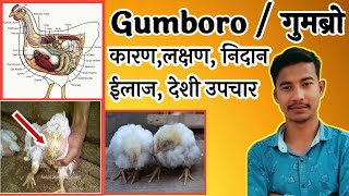 gumboro disease in poultry  gumboro disease symptoms and treatment  gumboro disease in hindi [upl. by Kcirdorb]