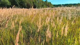 Calamagrostis September 2024 [upl. by Rayna]