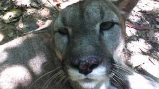 Gato the Purring Puma [upl. by Levitt]