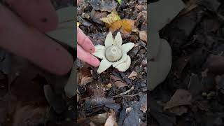 Collared Earthstar Mushrooms Geastrum triplex [upl. by Lotty]