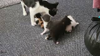 2 day year old kittens with there mum kit [upl. by Lunsford]