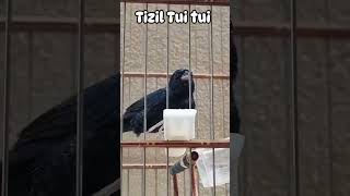 Tizil cantando Tui Tui [upl. by Attenyt]