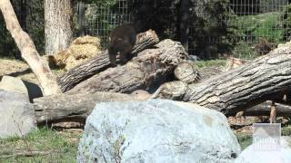 Calgary Zoo gets cute new bear cubs [upl. by Lanaj422]